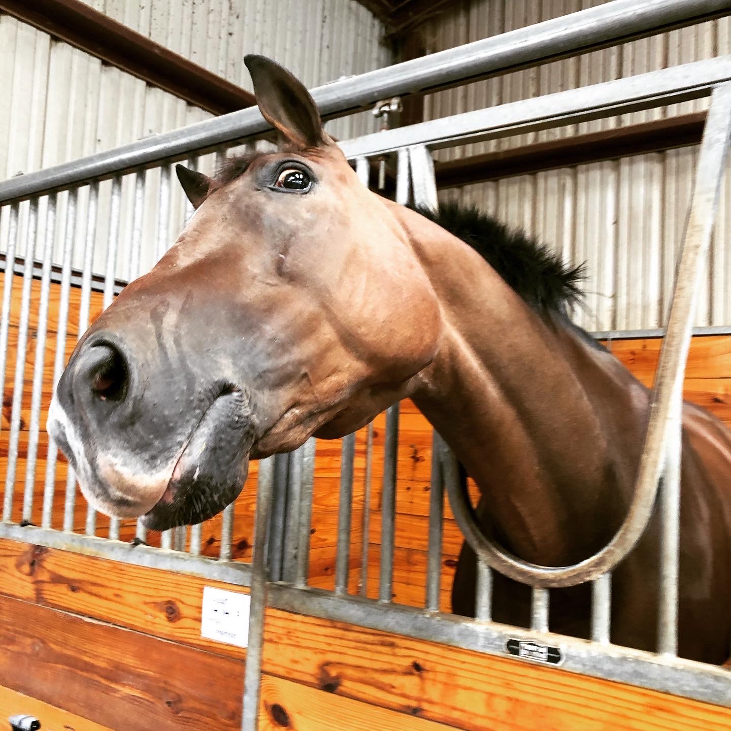 A bay Thoroughbred making a silly face as he pokes his head out of his stall window.