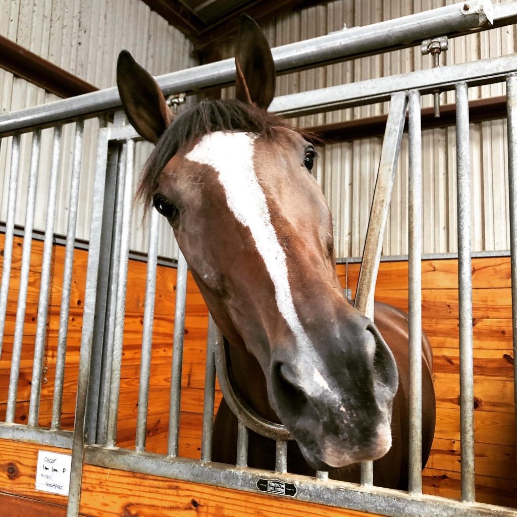 An inquisitive bay Thoroughbred poking his head out of his stall window.