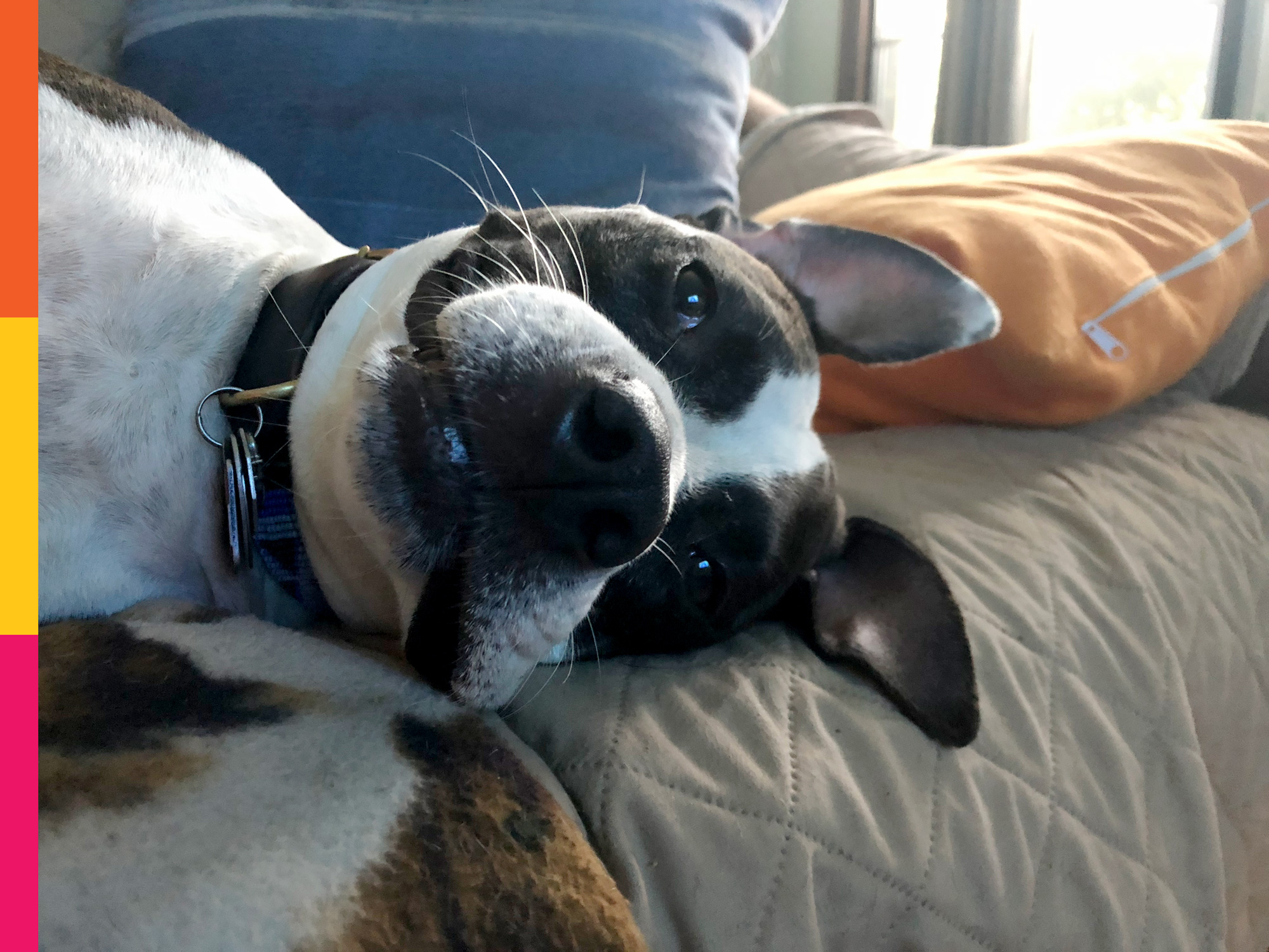 My dog, Kayla, sleeping with a funny, floppy face and ears.