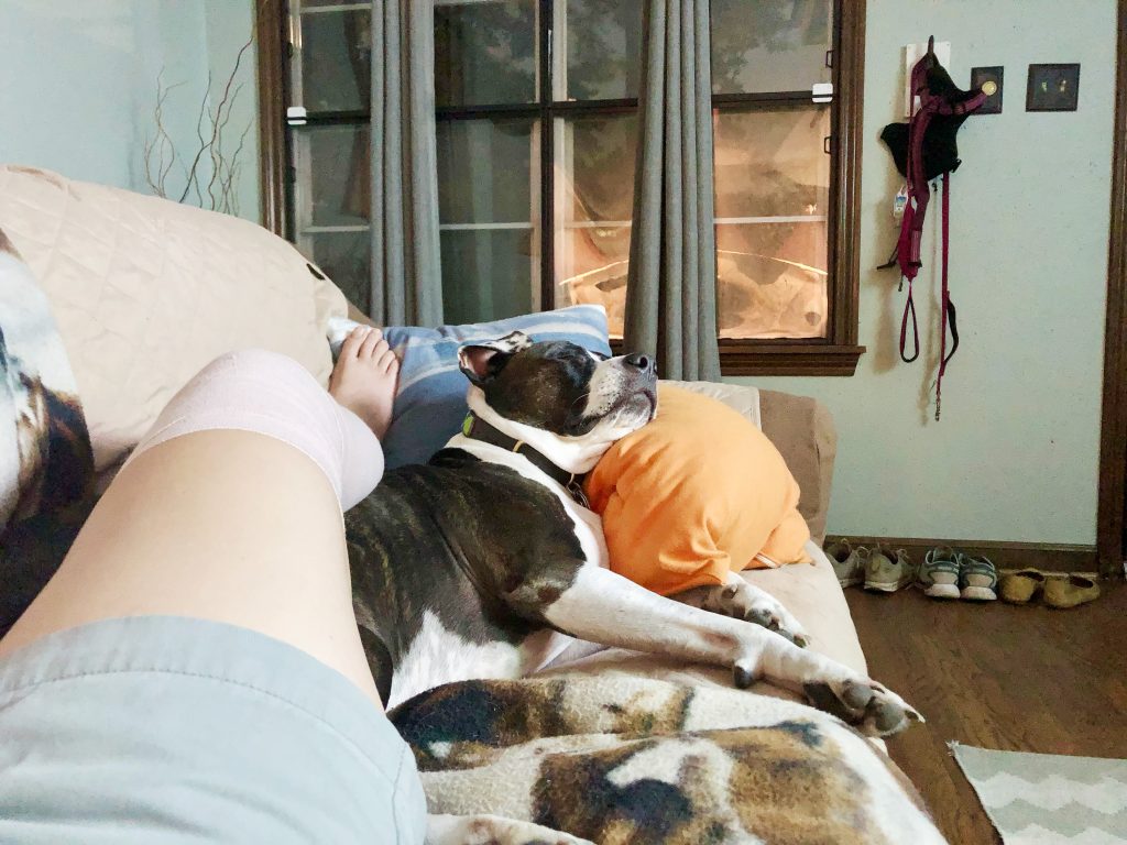 My dog, Kayla, allowing me to use her as a leg rest to elevate my injured knee.