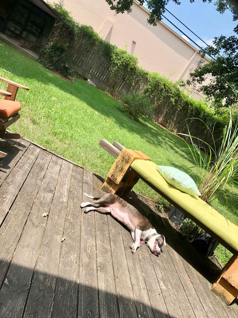 My dog, Kayla, laying out on the deck in the sun with her belly exposed.