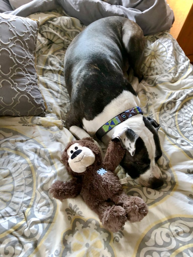 My dog, Kayla, snuggling with a toy teddy bear.