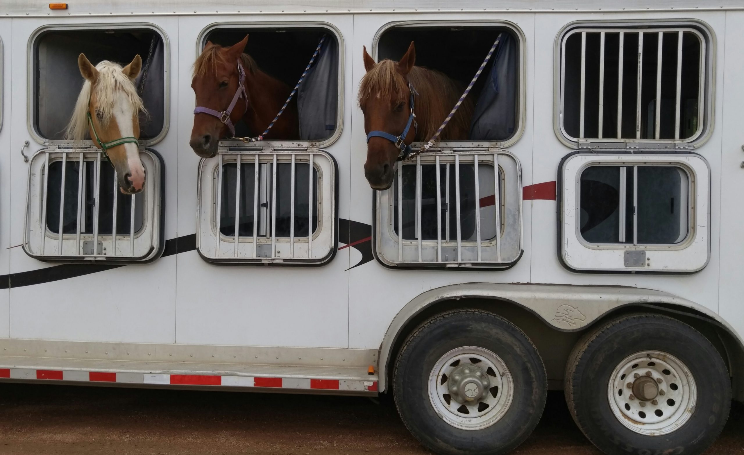 Horse shows loaded up on a trailer, ready to be shipped.